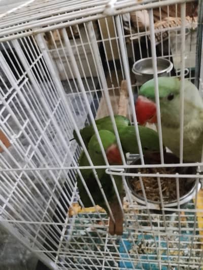 Raw Parrot