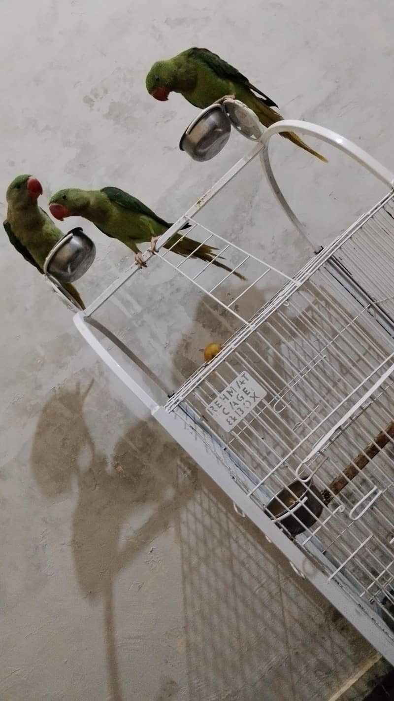 Raw Parrot 1