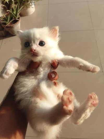 Persian white male double eyes and brown white female for sale