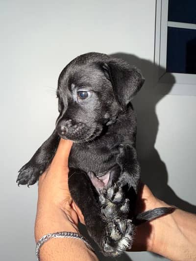 Labrador puppies
