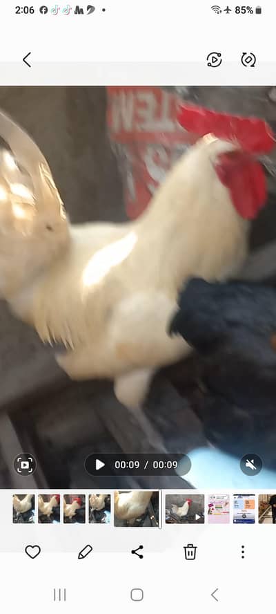 white Murga  masri