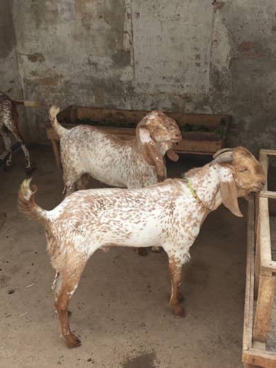 Pair of male orange makhi cheena Breader