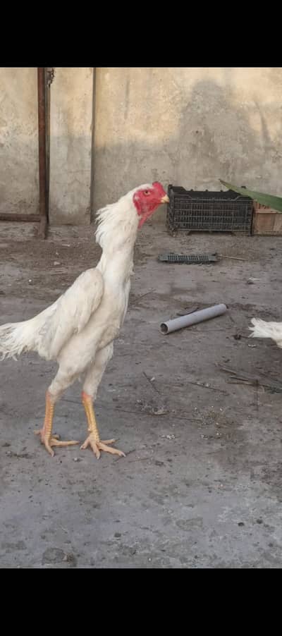 white shamo