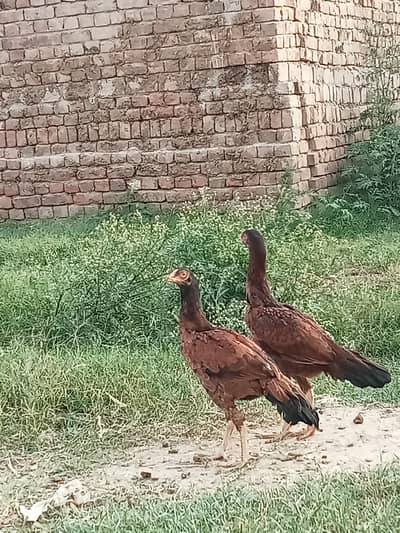 adeel amroha cros mianwali bridline
