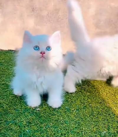 Persian cat for sale my WhatsApp number  03703659905