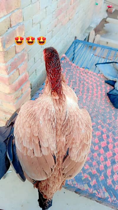 mianwali murgi and murga