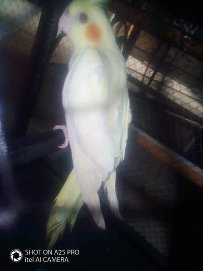 cocktail parrot