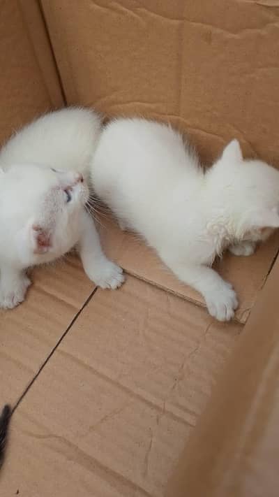 Percian Cat