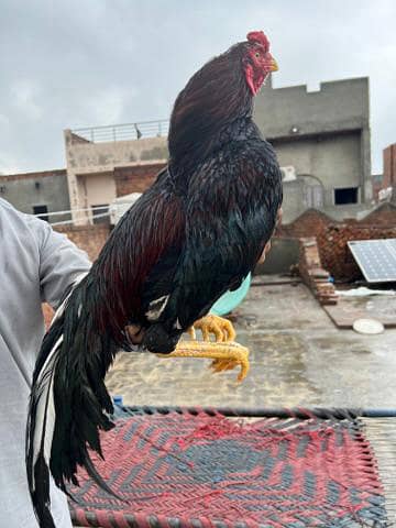 Aseel male for sale