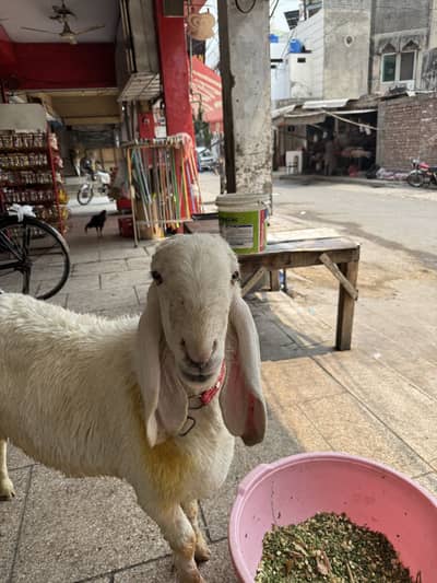 Bakra chatra