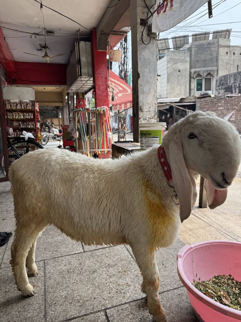 Bakra chatra 1