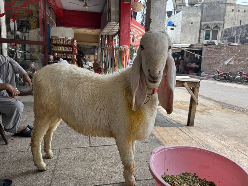Bakra chatra 2