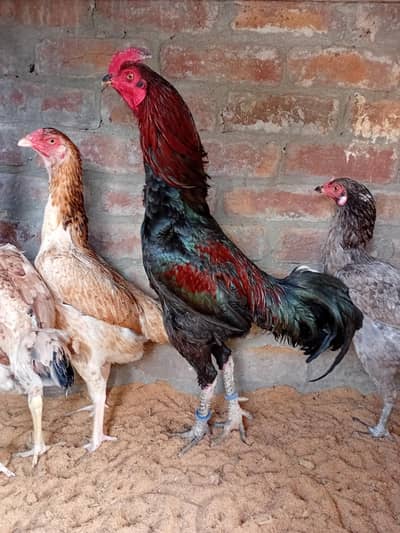 sell my hen 0308 4803249