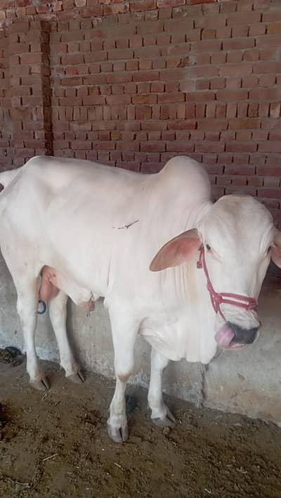 Male cow