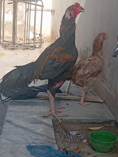 Aseel Pair for Sale