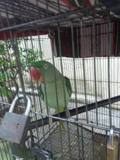 raw female for sale