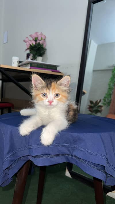 2 persian cats for sale