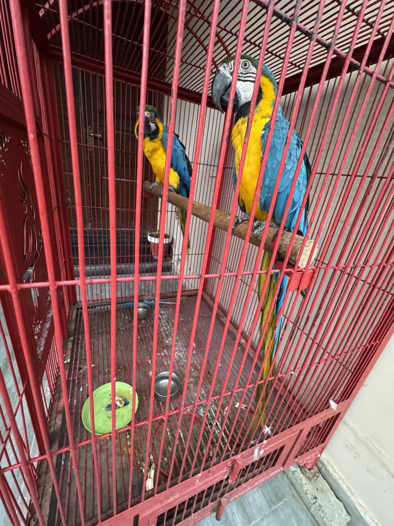 Macaw 0