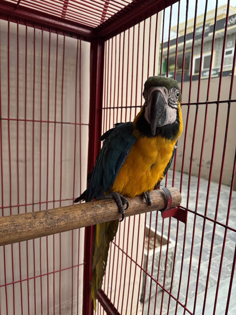 Macaw 1