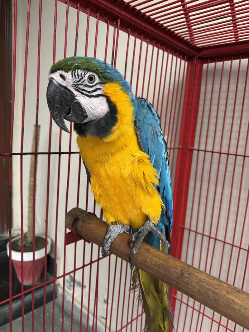 Macaw 2