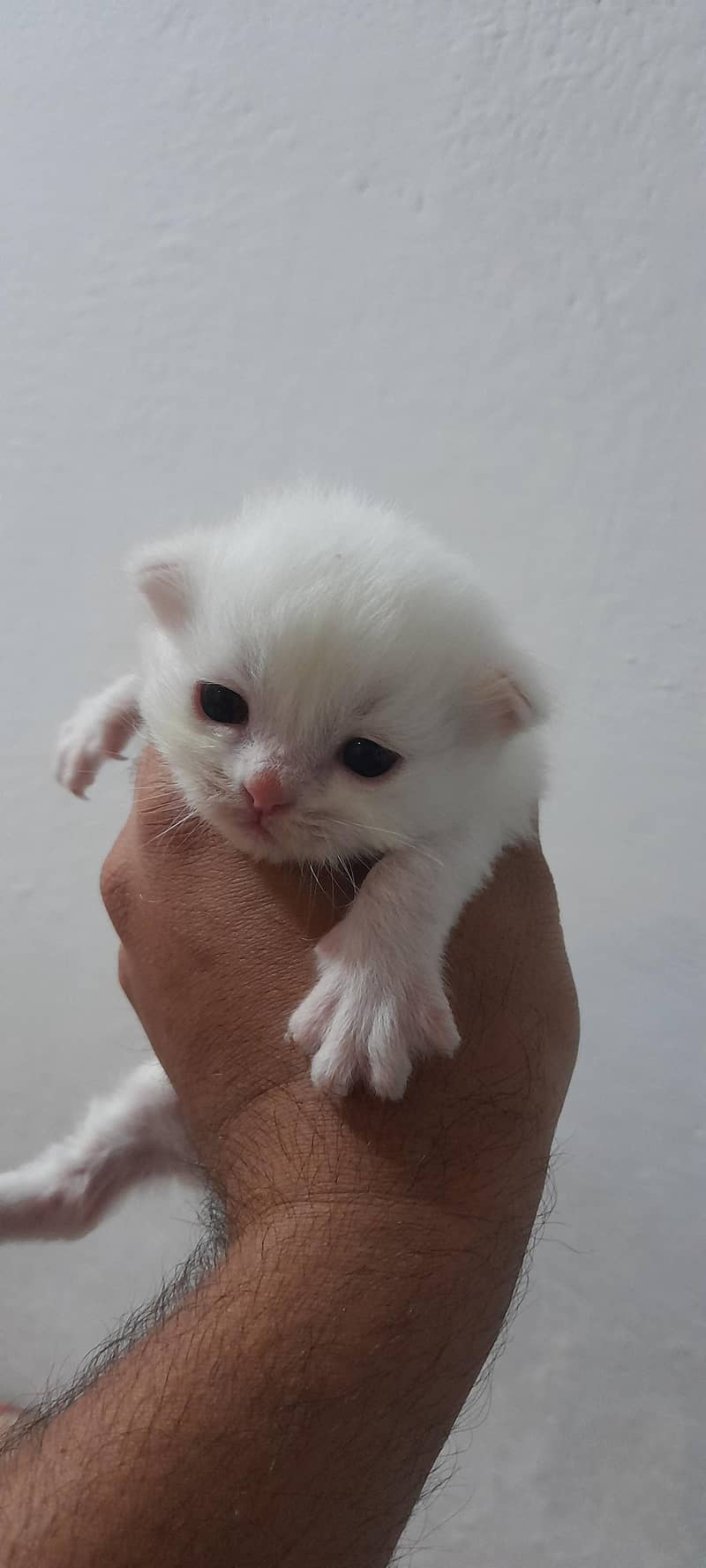 kitten 0