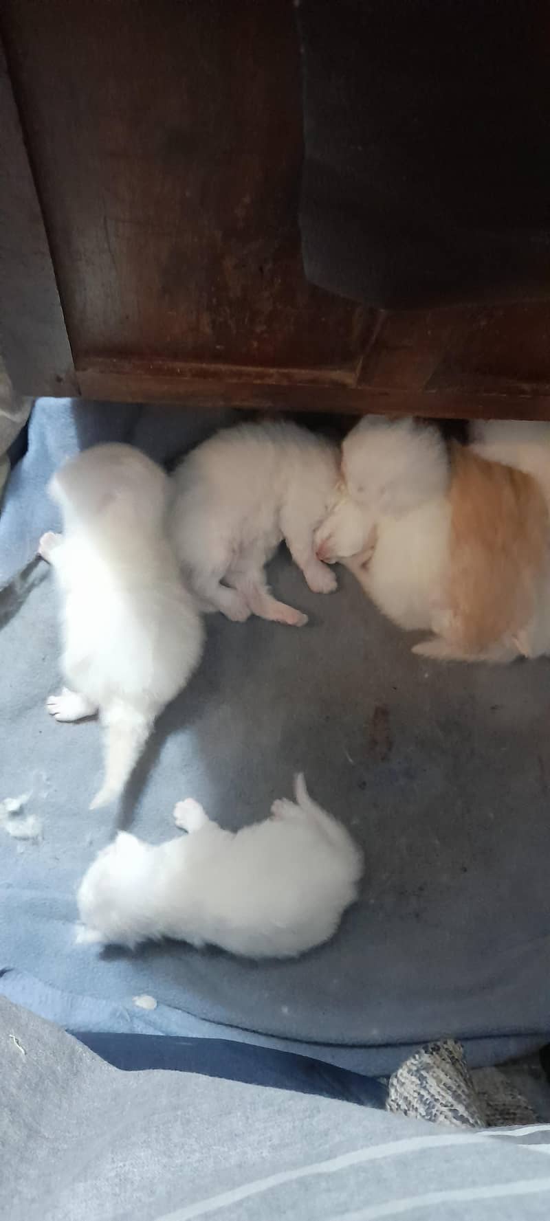 kitten 1