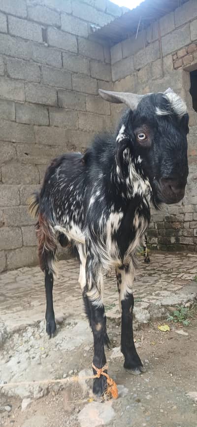 bakra