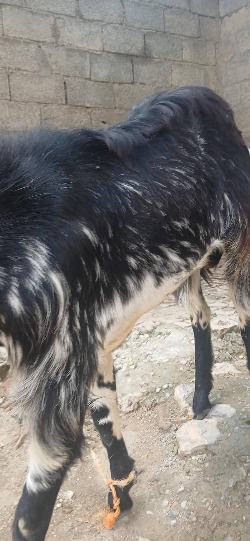 bakra 2