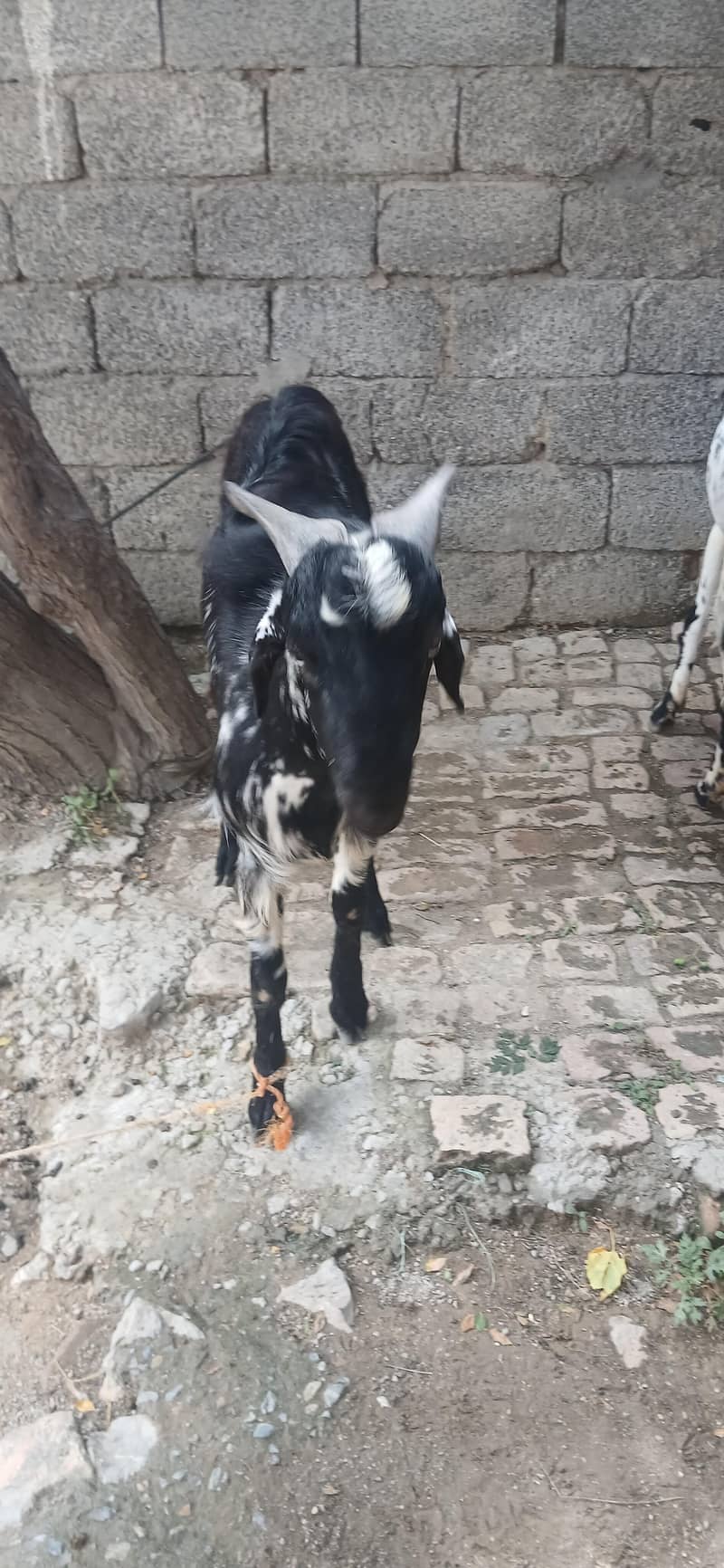 bakra 3