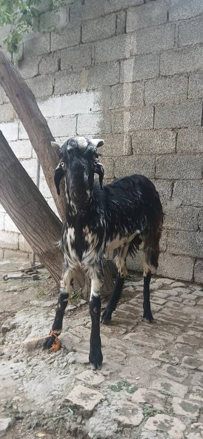 bakra