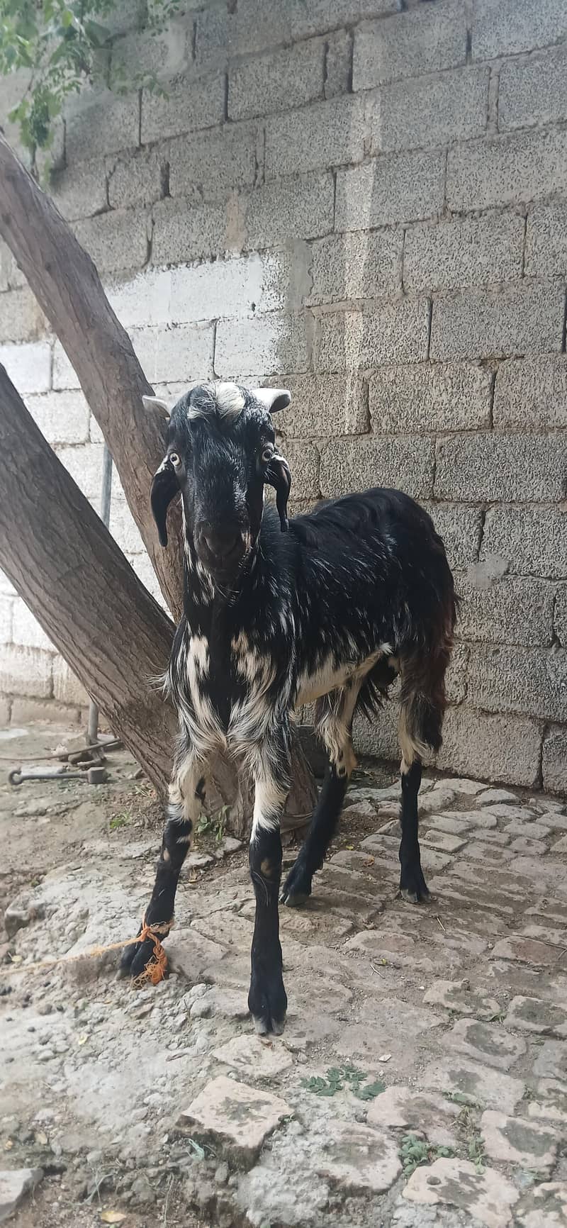 bakra 0