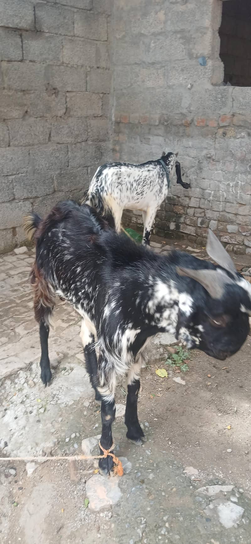 bakra 4