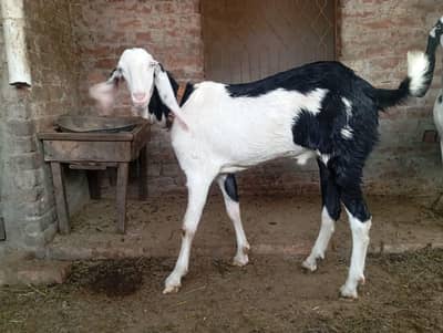 Bakra ghr ka pala