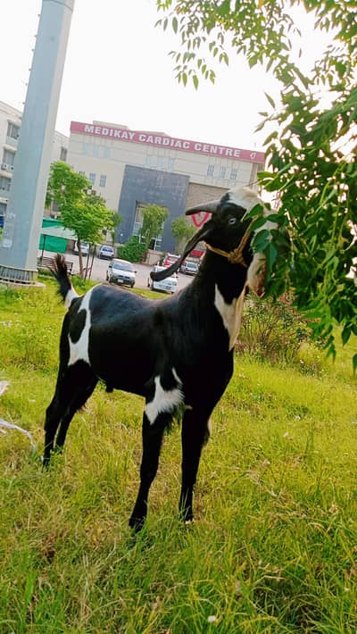 2 Dant Home Breed