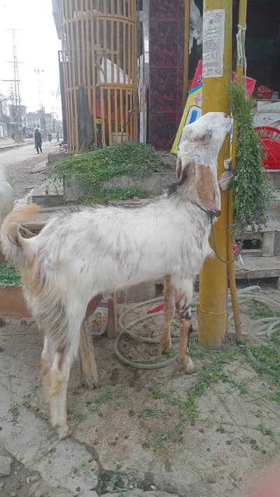 Jora goat for sale