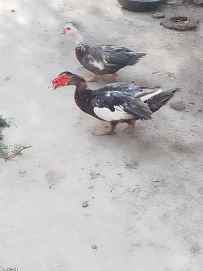 bredr pair