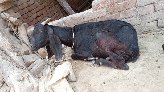 Pure Desi Female Goat