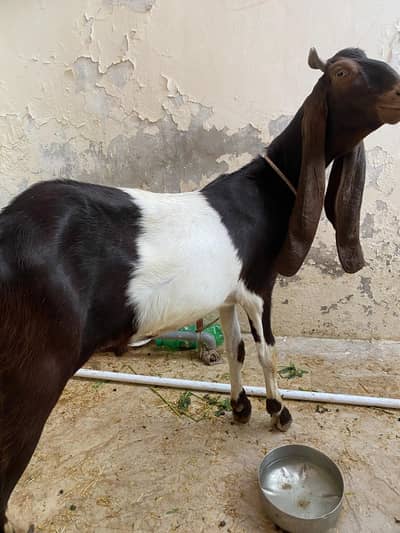 Bakre 2 daant  munasib Qeemat per hein