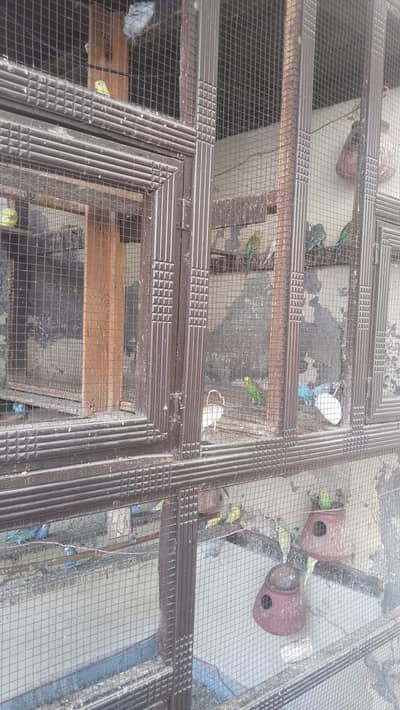 bajri parrot mix male female home bread