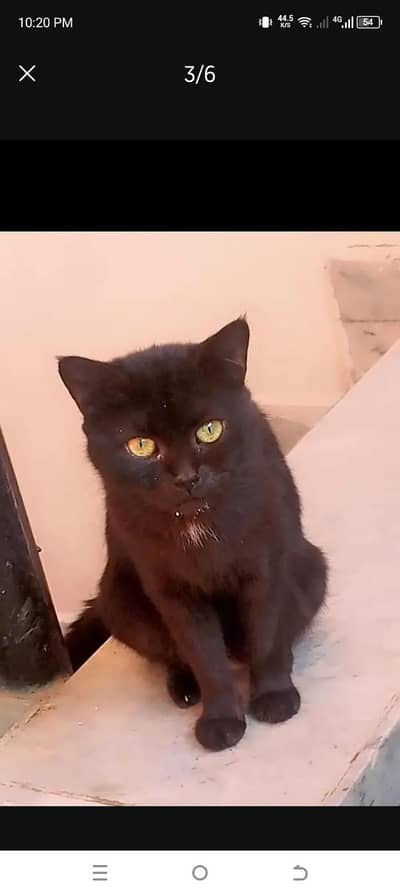 cats sale