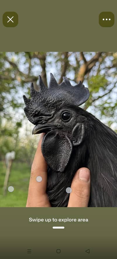 Ayam Cemani Pair (4 Months Old) - Pure Bloodline