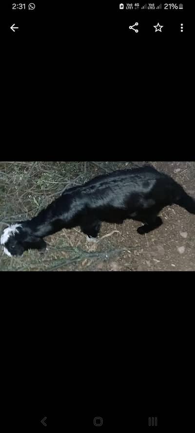very long and beautiful male bakra