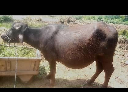 qurbani kly katta for sale
