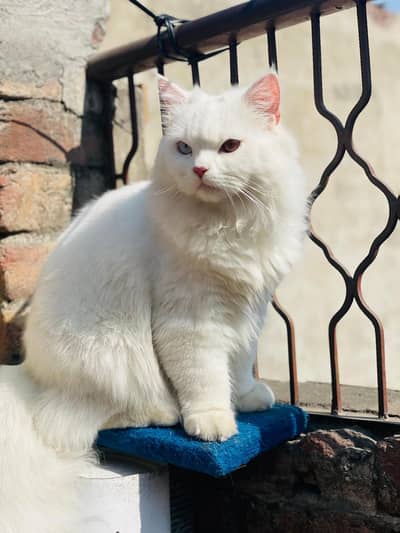 Persian pair / male odd eye/ female/ triple coated
