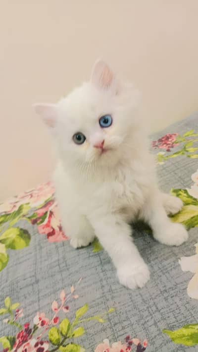 Triple Coated Kittens for sale home kitten