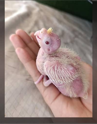 Cream Cocktail chicks ( Red eyes)