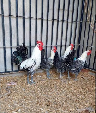 pure quality Egyptian Fayumi /Fayoumi chicks and fertile eggs.