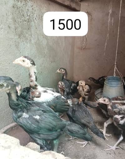 aseel chick Whatsapp number 03254740462
