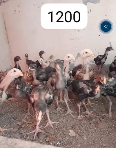 aseel chick Whatsapp number 03254740462