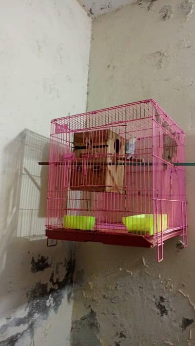 Love birds